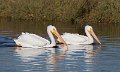_5SB5242 american white pelicans